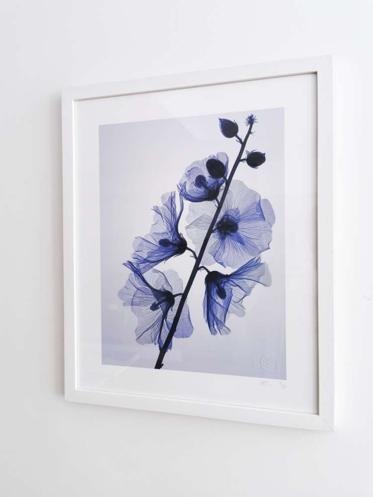 葵 GENUS ALCEA, #2/25 - Hugh Turvey