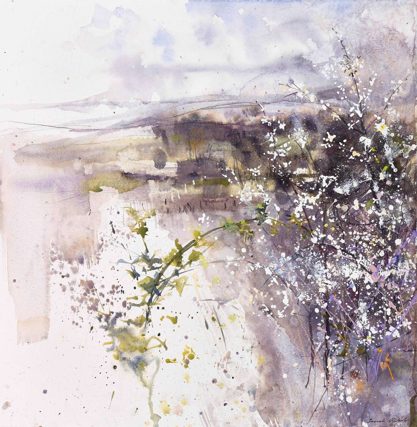 Hawthorn Blossoms
