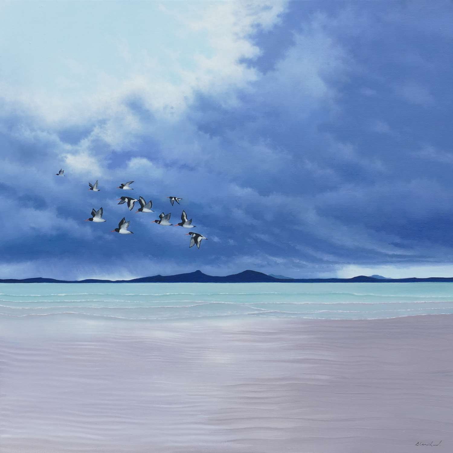 Oystercatchers, North Uist